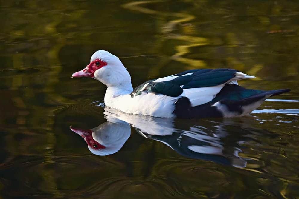 muscovy duck in the water