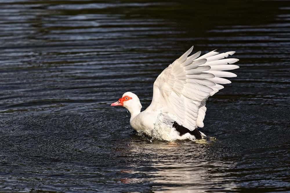 muscovy duck landed in the water