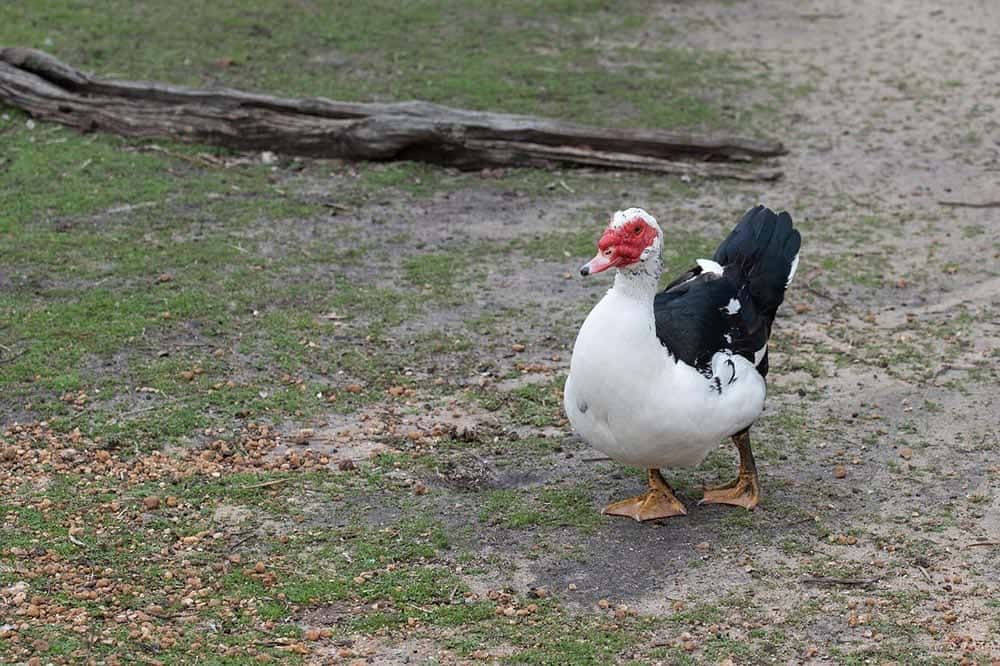 muscovy duck walking around the farm