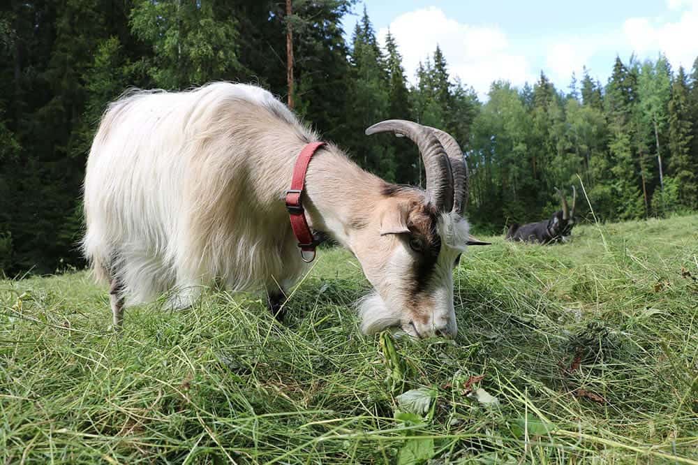 nanny goat eating