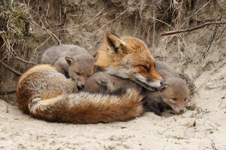 newborn foxes