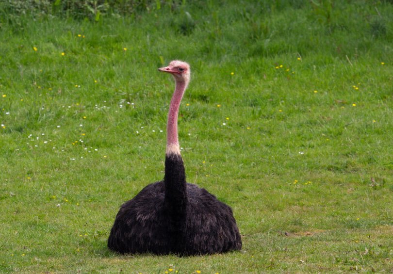 north african ostrich sitting