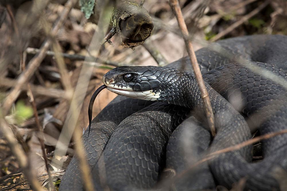 Northern black racer snake