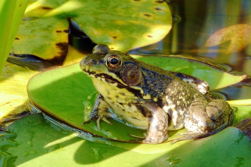 A northern green frog sunning on a lily pad