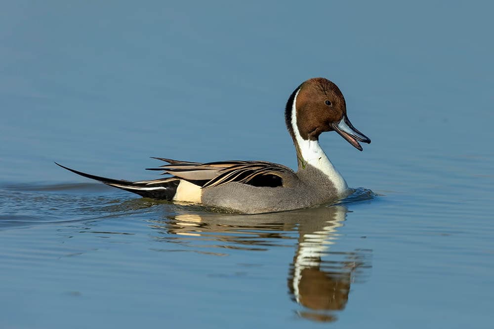 northern pintail on the water