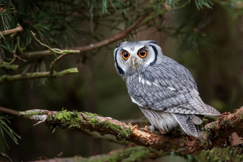 northern white-faced owl with large orange eyes perching on a tree