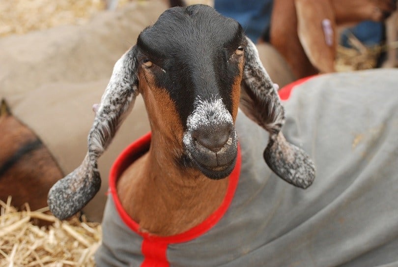 nubian goat-pixabay