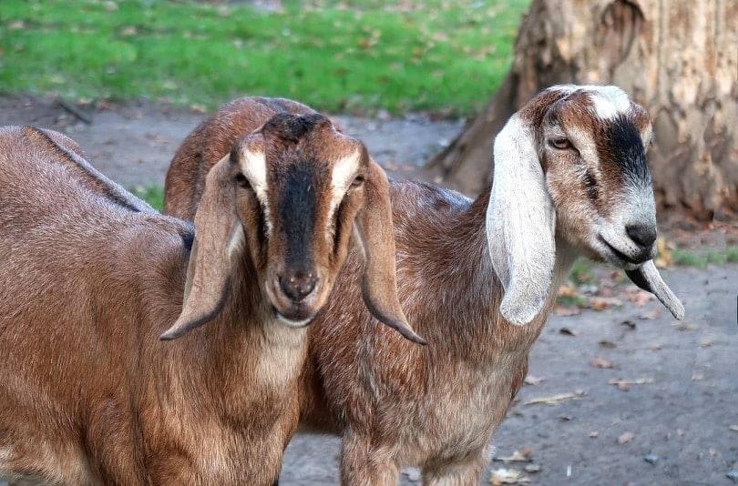 nubian goats-pixabay