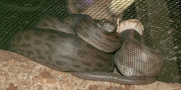 oenpelli-python