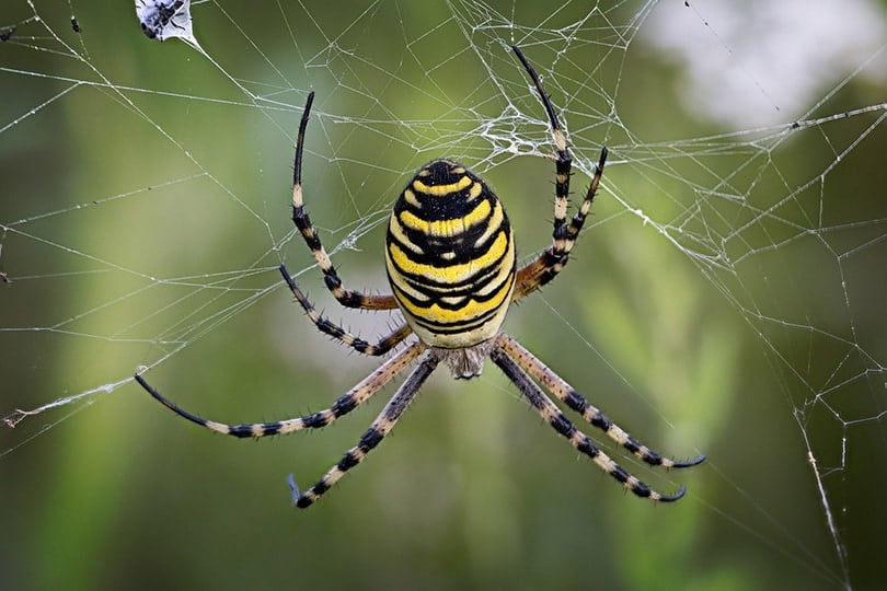 orb weaver spider on its web