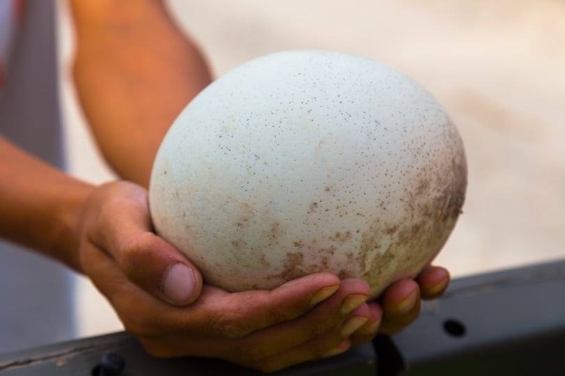 ostrich egg in mans hand