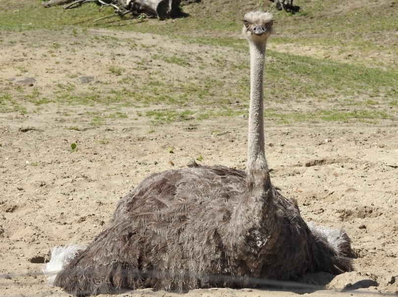 ostrich lying on the ground