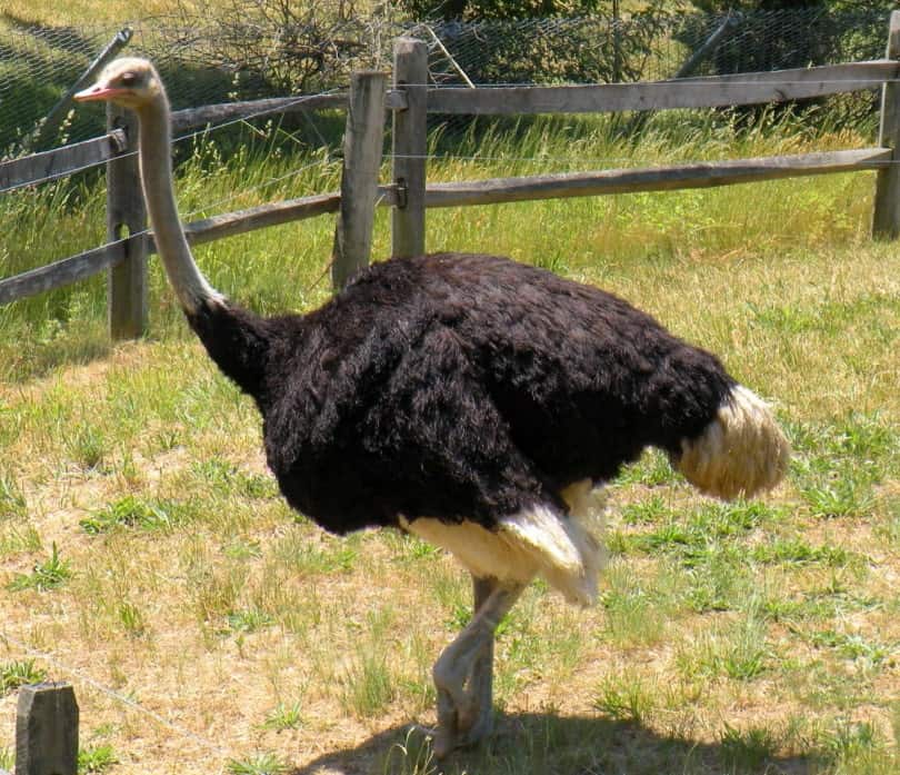 ostrich standing