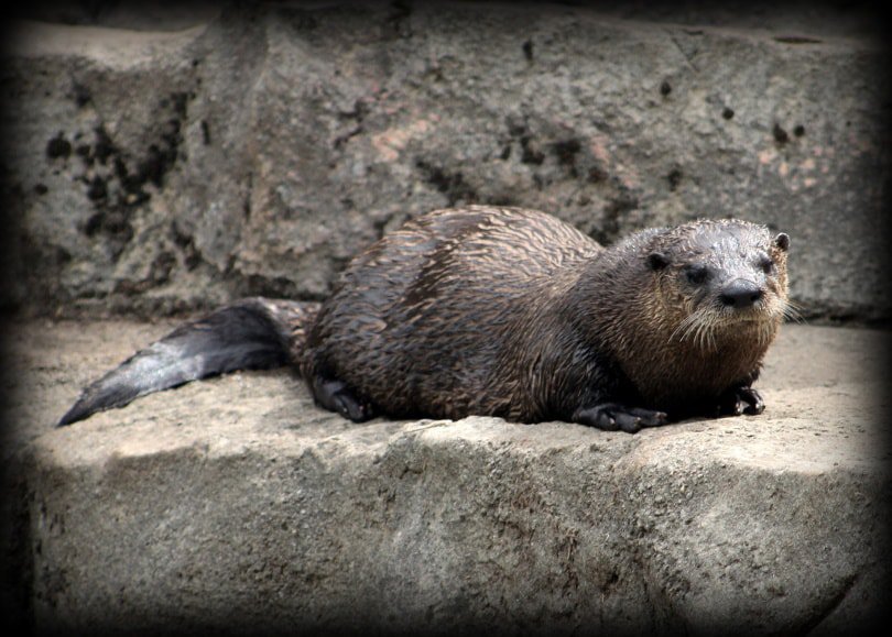 otter in rock_Joanna Jankowski_Pixabay