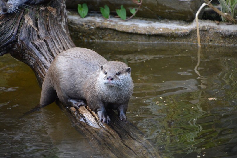 otter in water_Piqsels