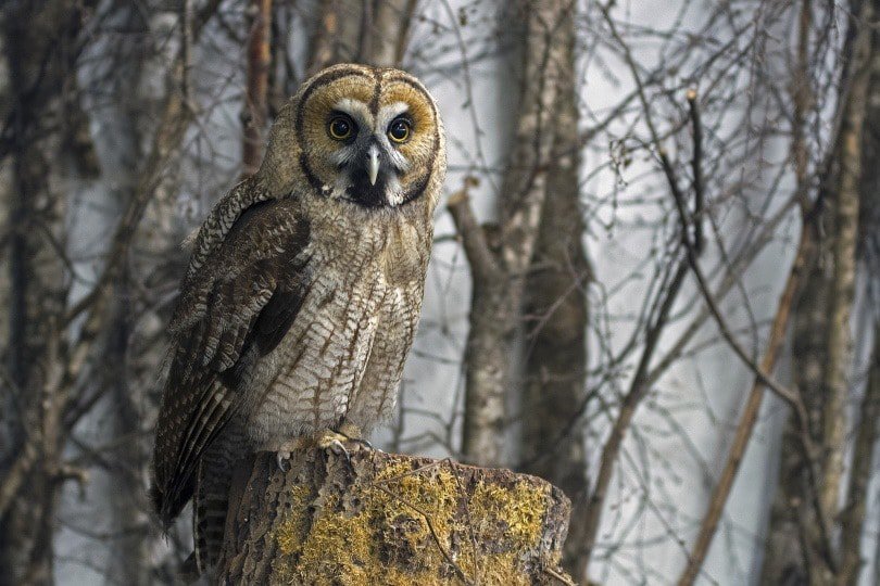 owl in wild_Georg Wietschorke_Pixabay