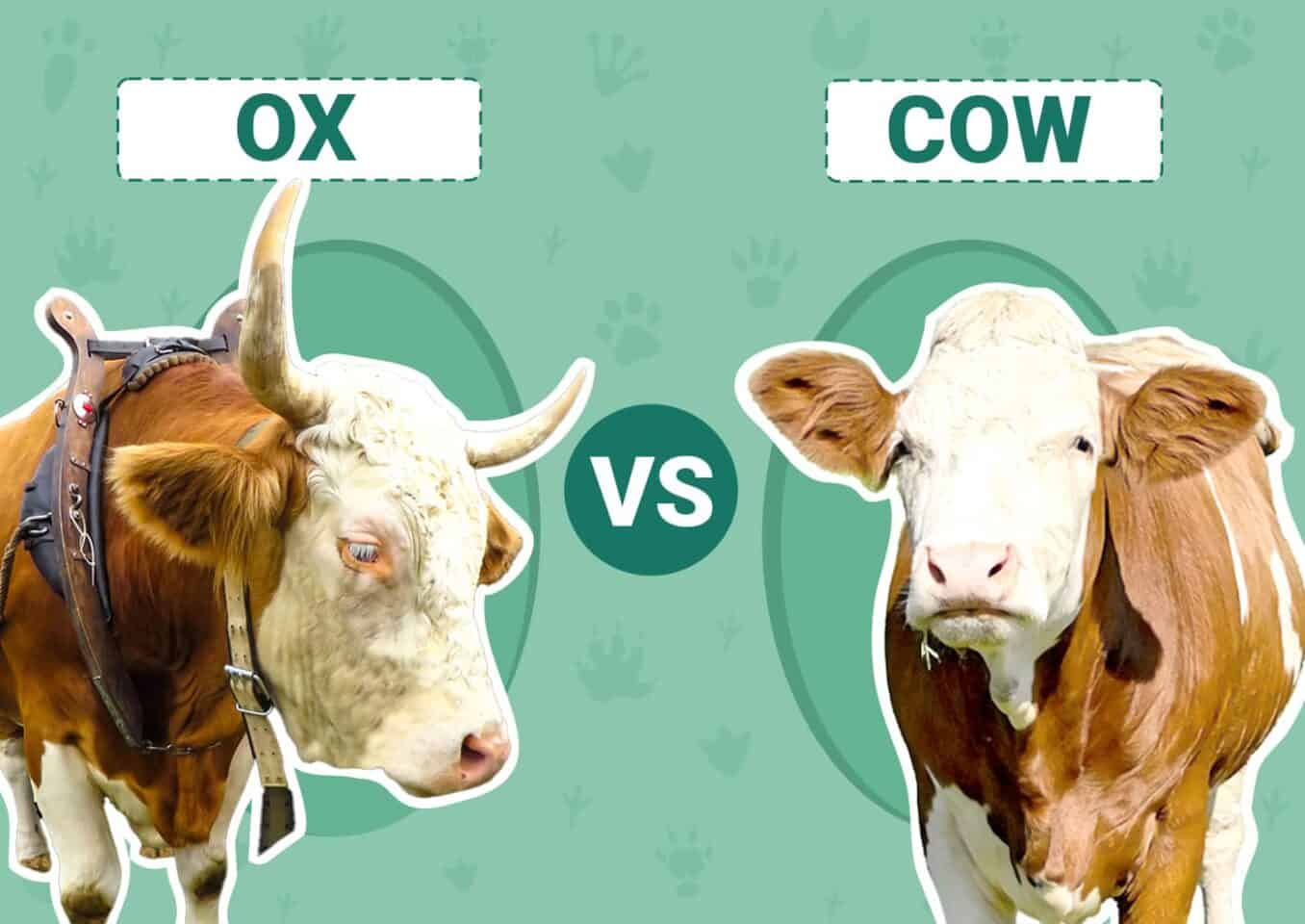 Ox vs Cow
