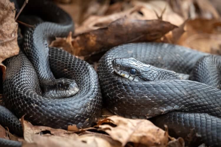 pair of black eastern rat snakes