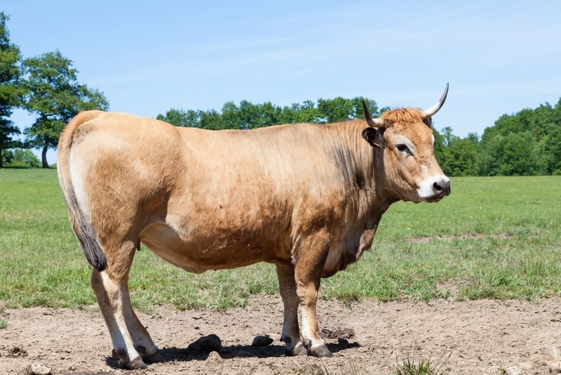 parthenais cattle standing
