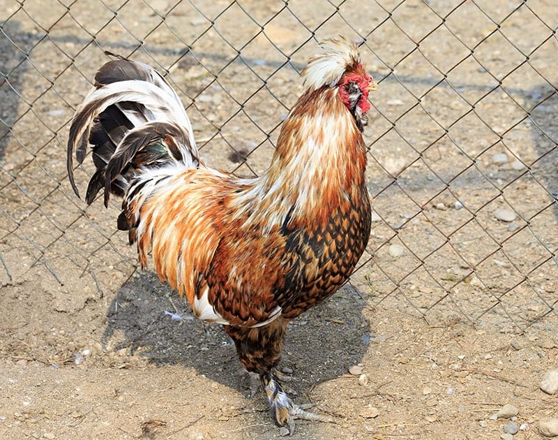 pavlovskaya chicken in the yard