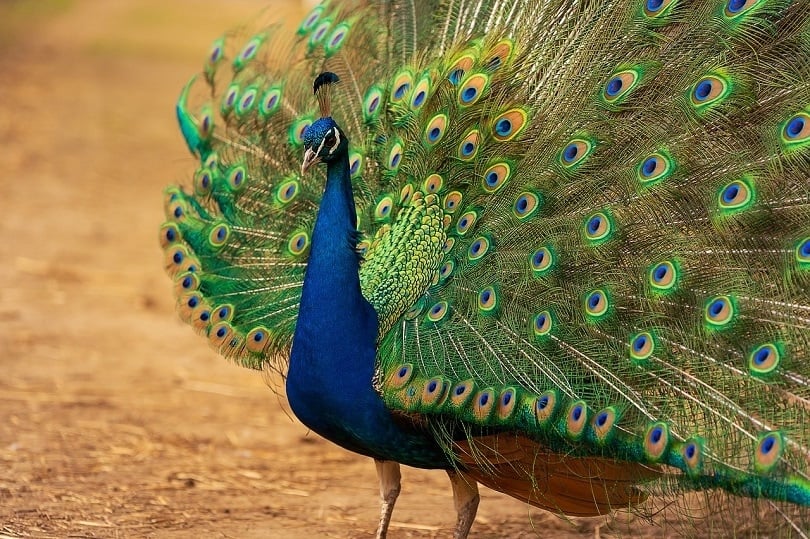 peacock color-pixabay