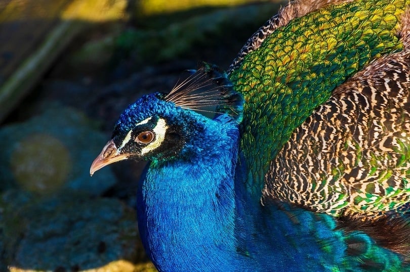 peacock face-pixabay