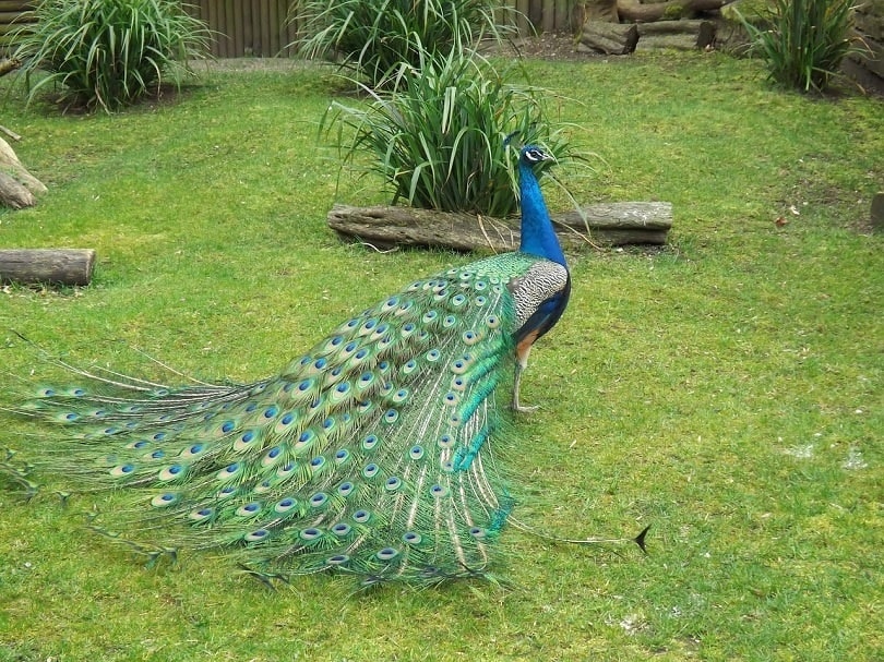 peacock outdoor-pixabay