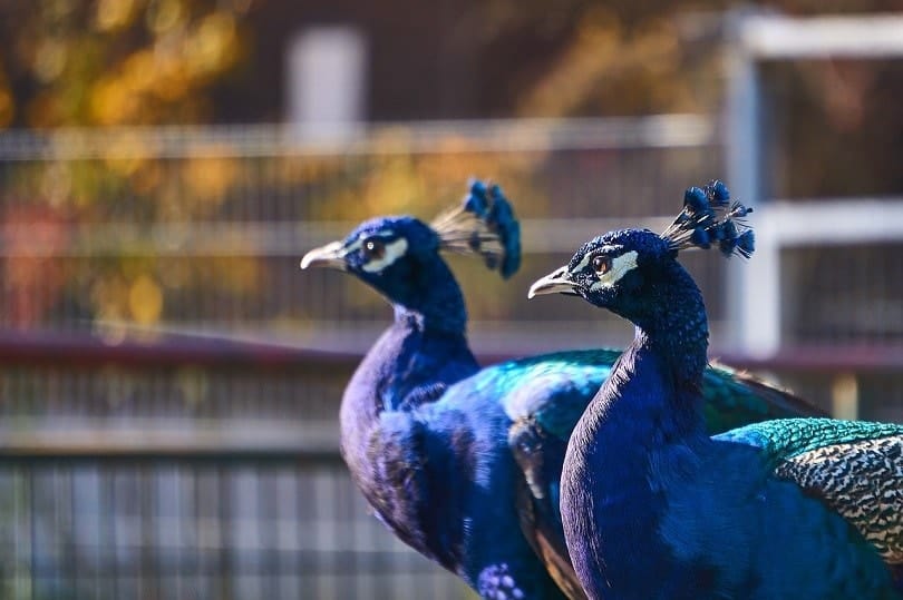 peacock-pair blue-pixabay