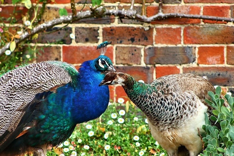 peacock pair neck-pixabay