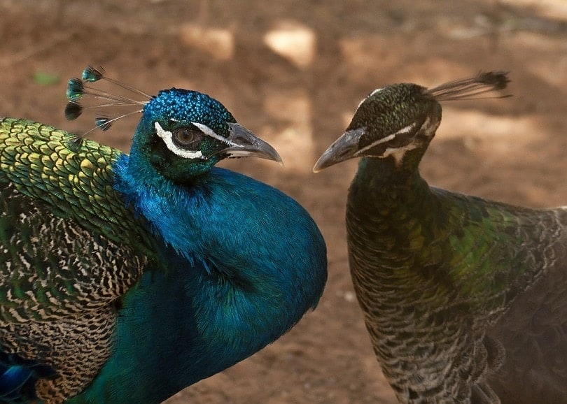 peacock pair-pixabay