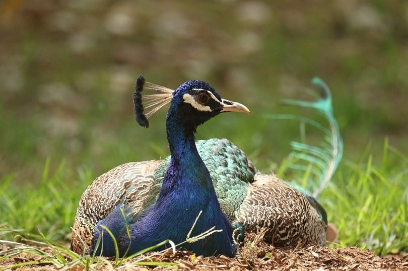peacock prey-pixabay