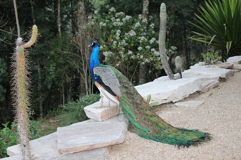 peacock relax-pixabay