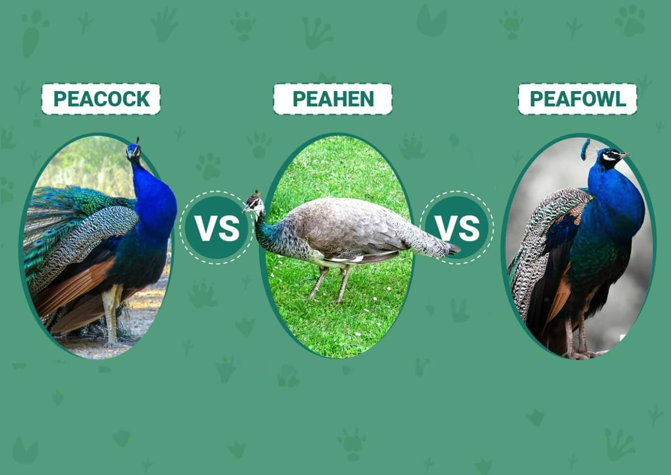 Peacock vs. Peahen vs. Peafowl: