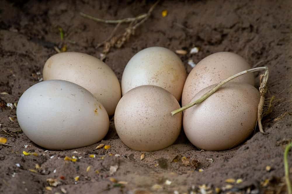 Peahen's eggs