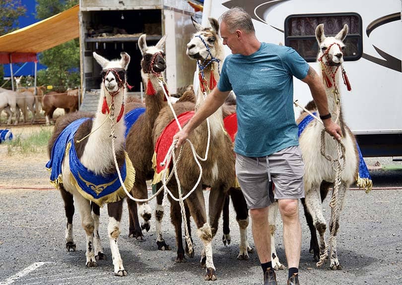 performer llamas on leashes with the owner