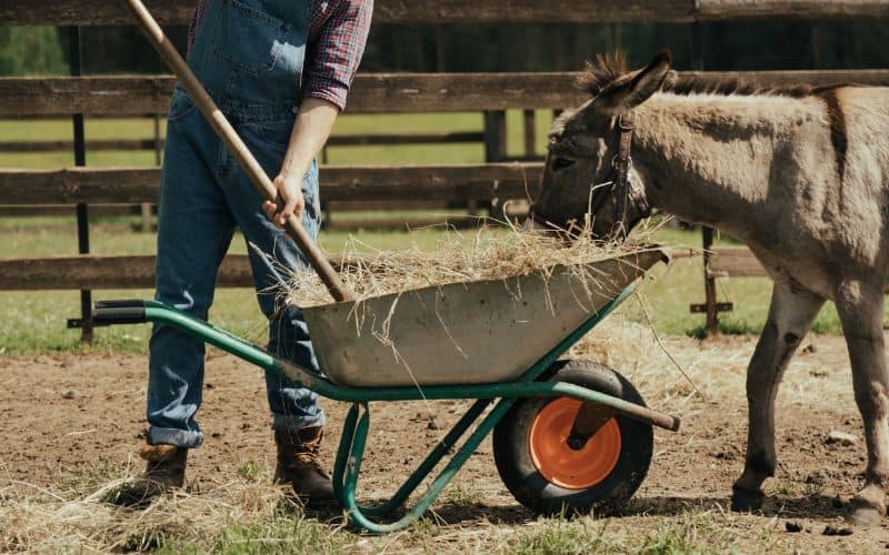 person forking hay in wheelbarrow in front of donkey