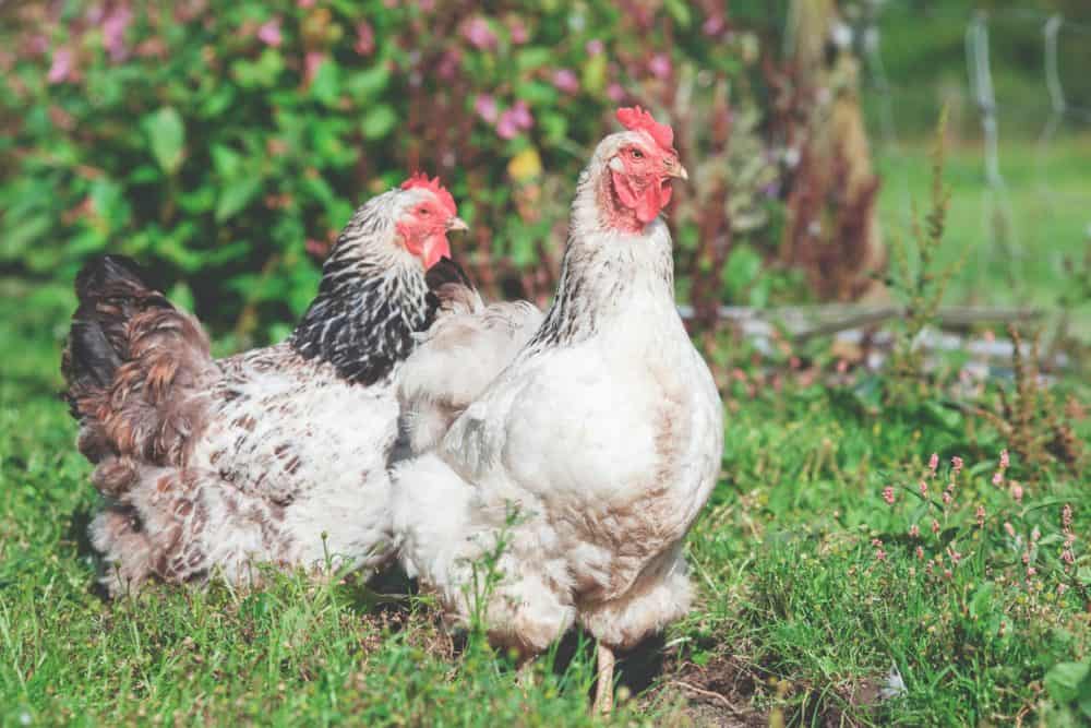 photo of two white hens