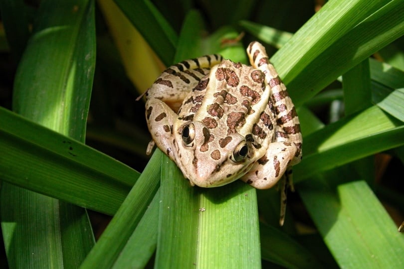 pickerel frog on plant