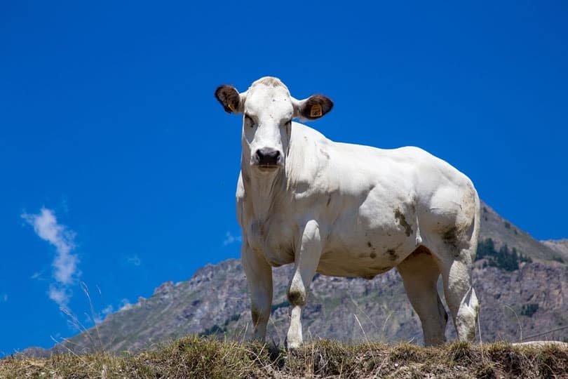piedmontese cattle on a mountain pasture
