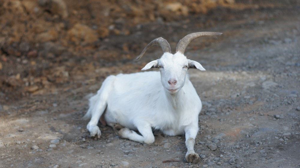 piemonte goat
