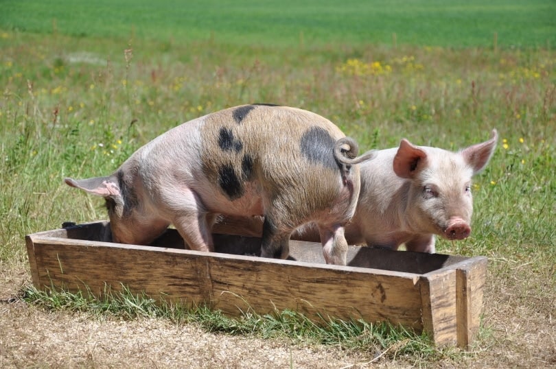 pig eating on wooden box