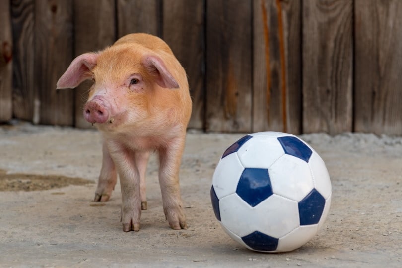 pig playing soccer ball