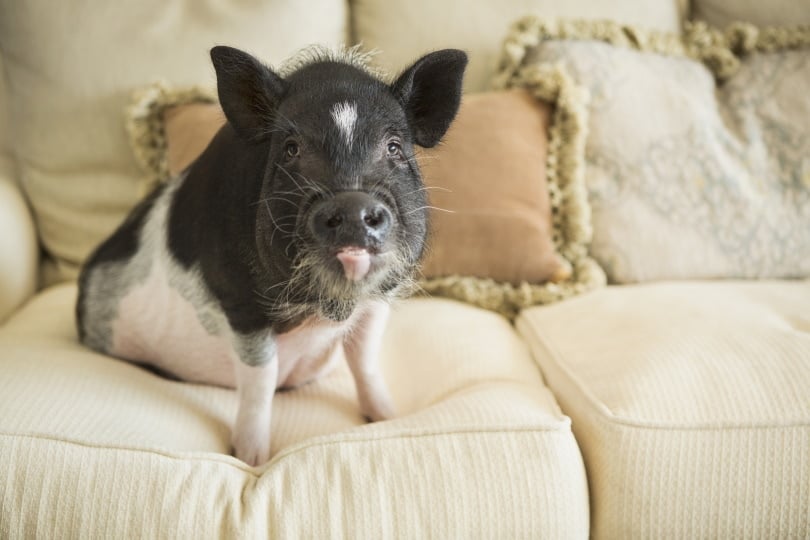 pig sitting on sofa