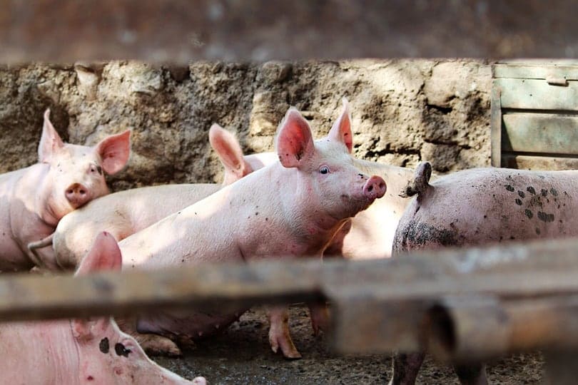 pig sows in factory farm