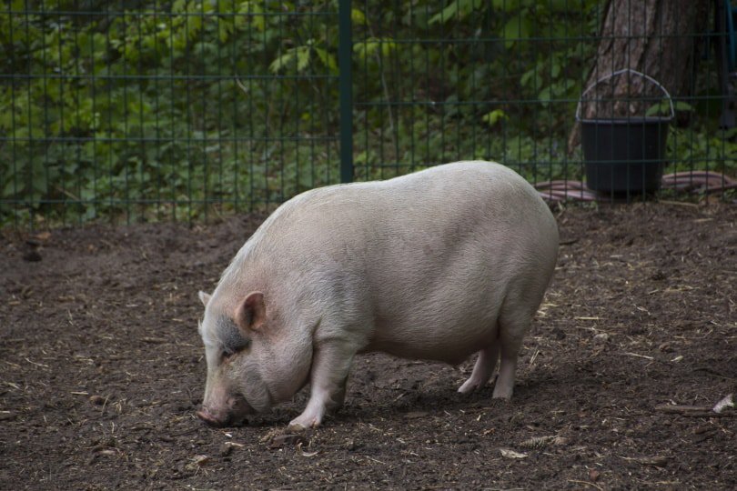 pig standing on the ground