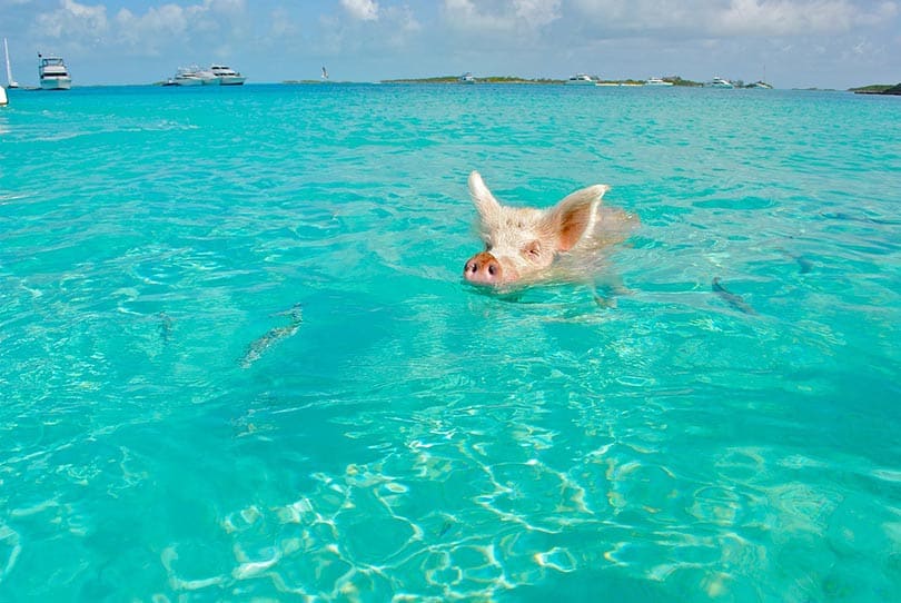 pig swimming in the ocean