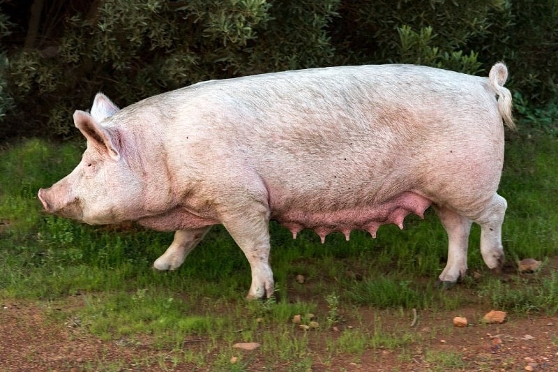 pig walking outdoors