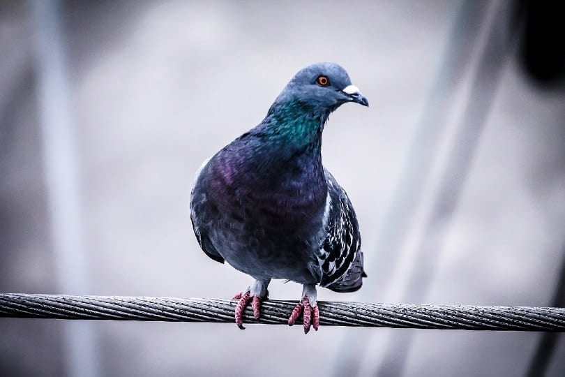 pigeon resting on wire