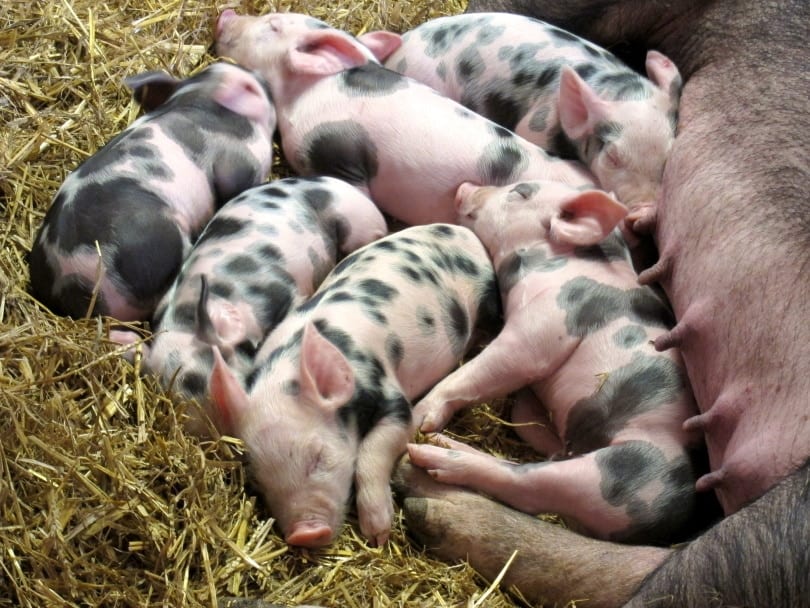 piglets sleeping together