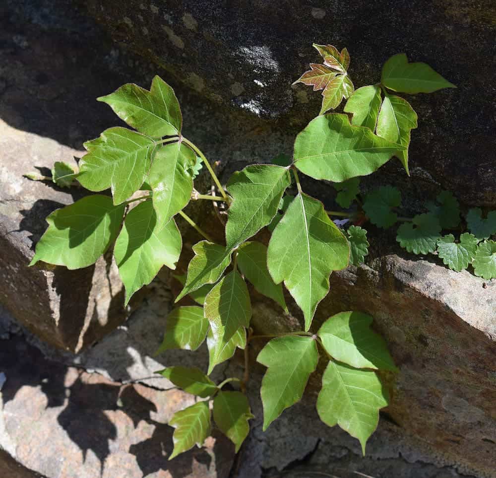 poison ivy on stone wall